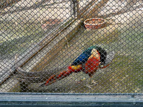 Ptačí voliéra v parku Petra Bezruče