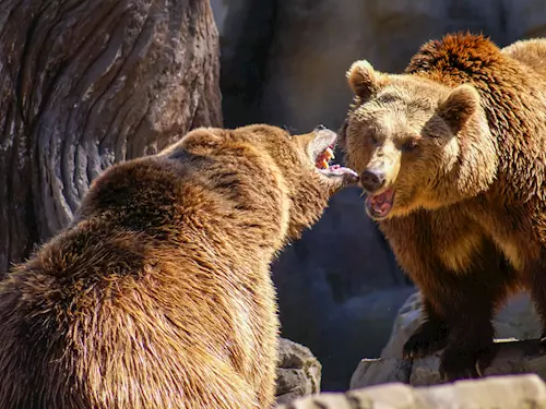 15 tipů, kam se vydat za medvědy