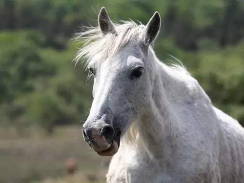 Starokladrubský kůň patří mezi tzv. barokní plemena