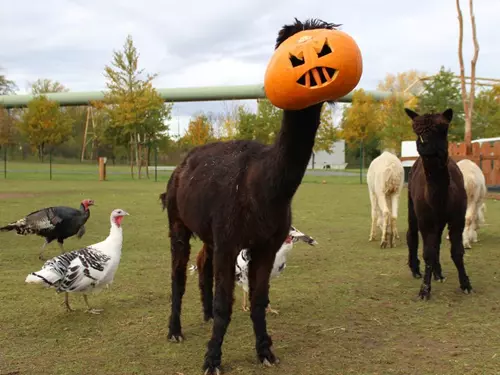 Halloween v zooparku Zelčín