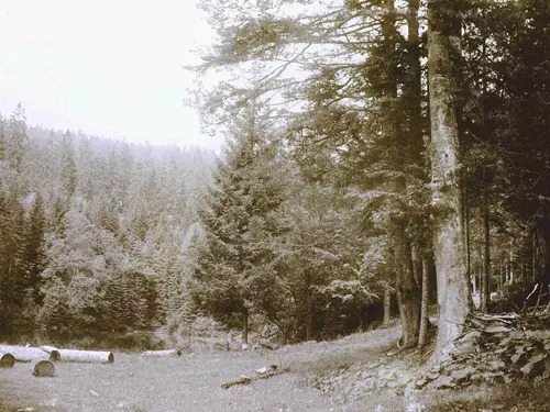 boubínský prales 1894
