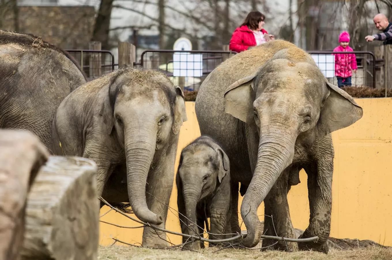 Den pro slony v Zoo Ostrava 2024