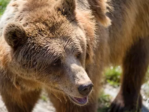 Medvědí a Stopařova stezka v Krkonoších zabaví rodiny s dětmi