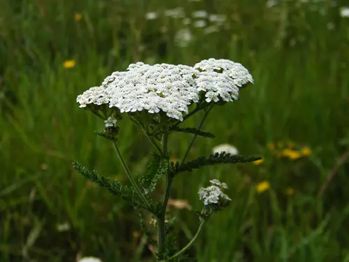 Achillea millefolium