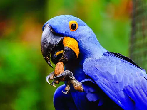10 tipů, kam jít do zoo za papoušky
