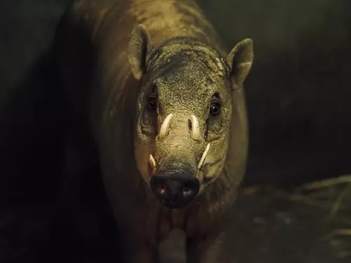 Zoo Jihlava – připravte se na zážitek