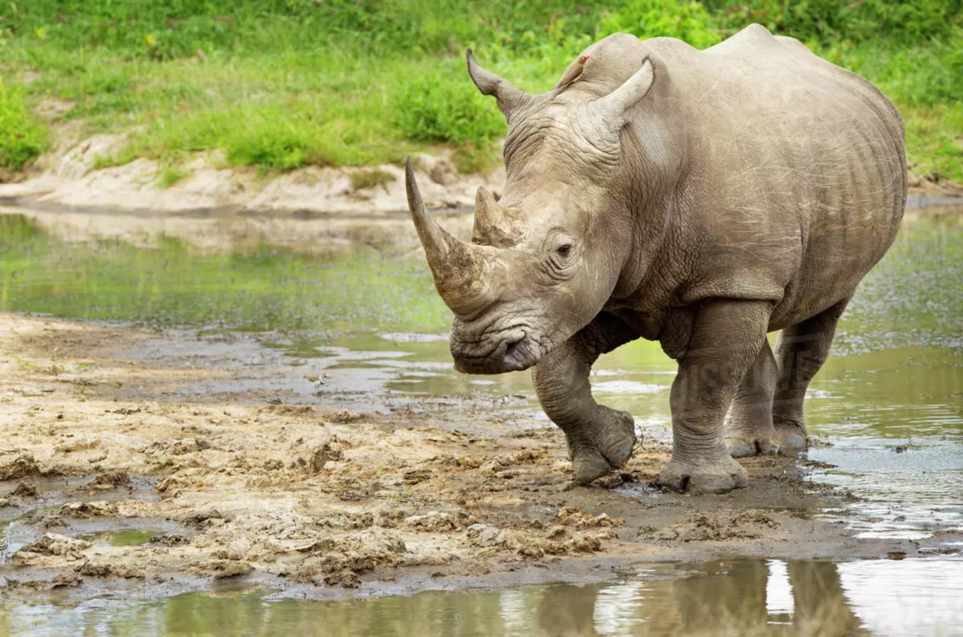 Radost v Safari Parku ve Dvoře Králové: vědcům se podařilo vytvořit nová embrya bílých nosorožců