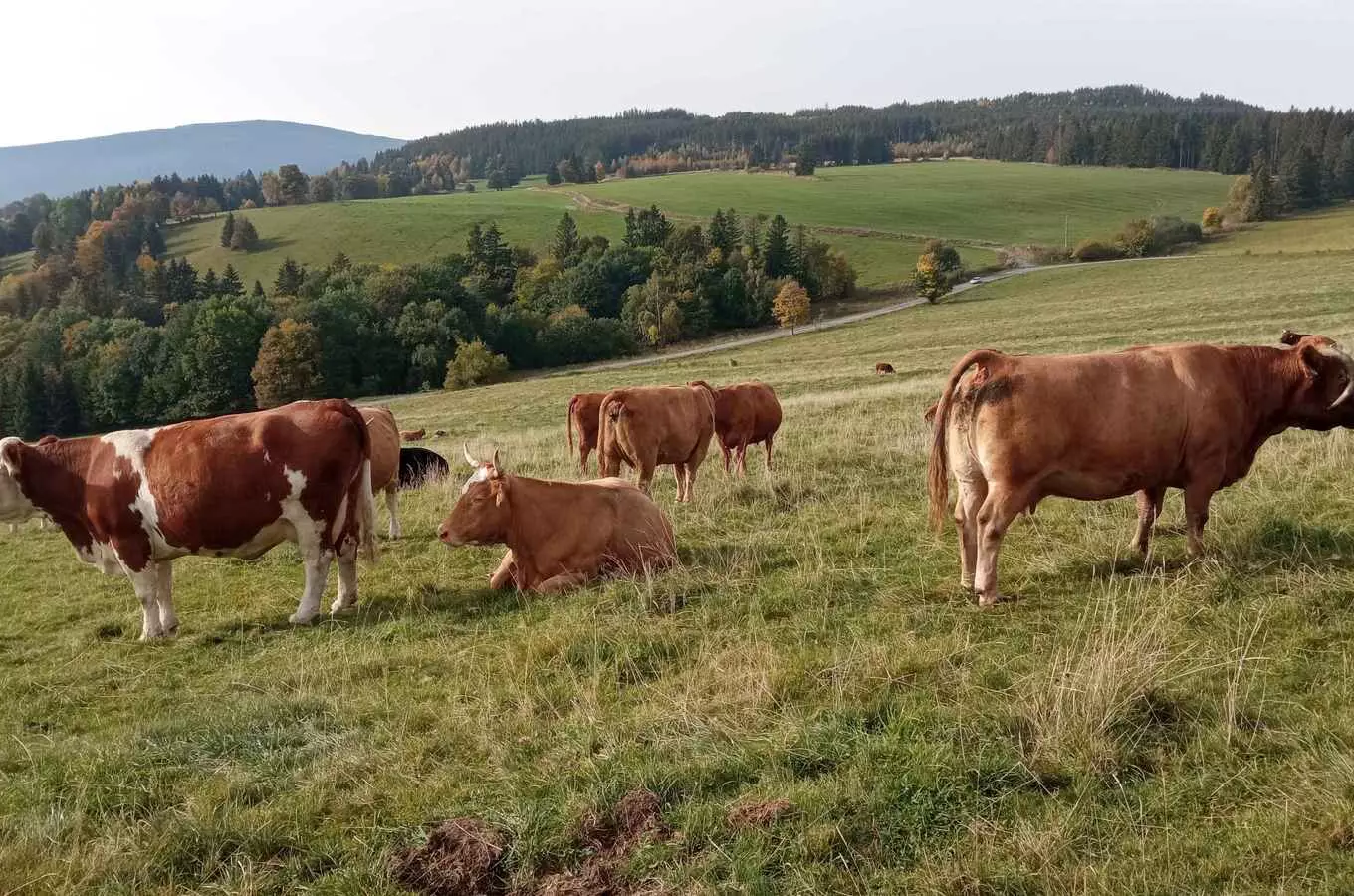 Ekologická farma Bovine – odpočinek mezi zvířaty