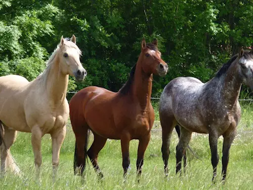 WesternFarm Alvero – jízda na koni a vyjížďky do přírody