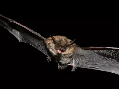 V jihlavské zoo prožijete noc s netopýry
