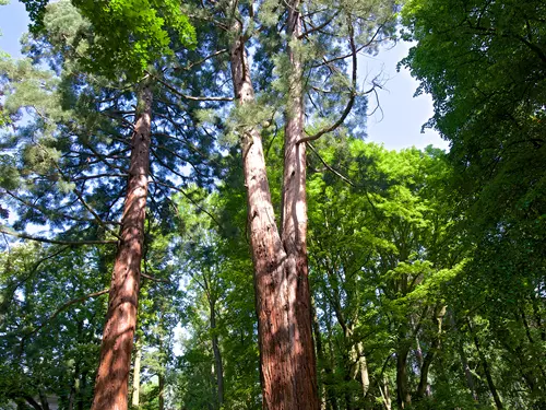 Dva největší sekvojovce obrovské v České republice naleznete v ratměřickém zámeckém parku