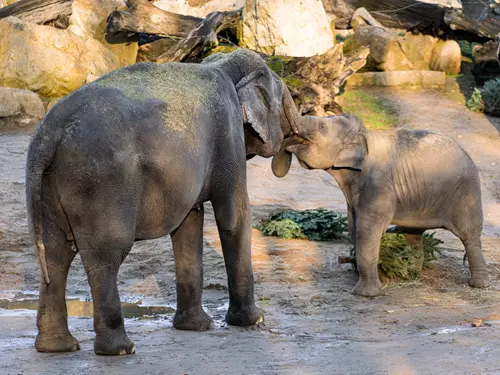 Zoo Praha zve na oslavy Mezinárodního dne slonů a Mezinárodního dne lvů