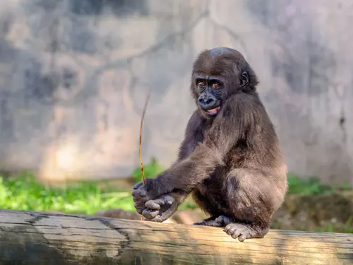 Gorily ze Safari Parku jsou také v karanténě