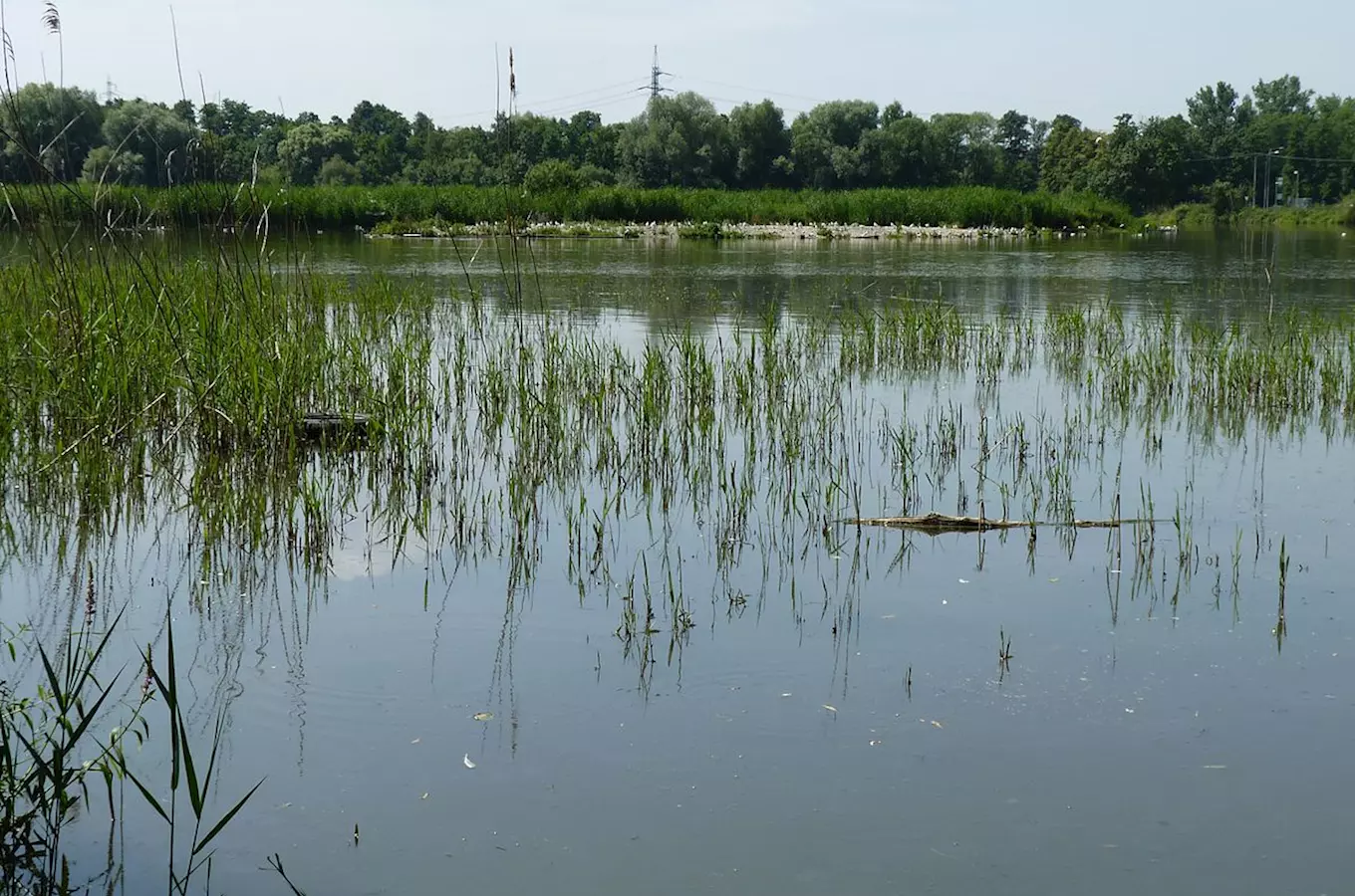 Přírodní rezervace Skučák u Rychvaldu 