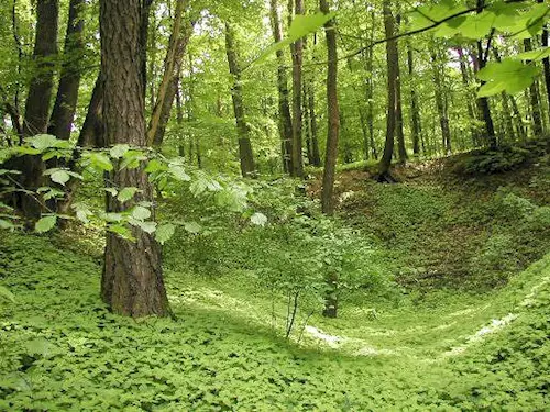 Přírodní památka Obora u Kroměříže