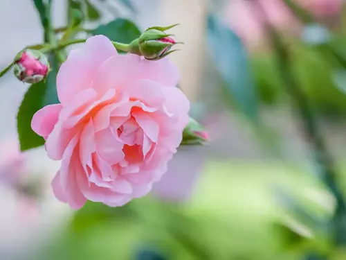 Buchlovický zámek ozdobí tisíce růží