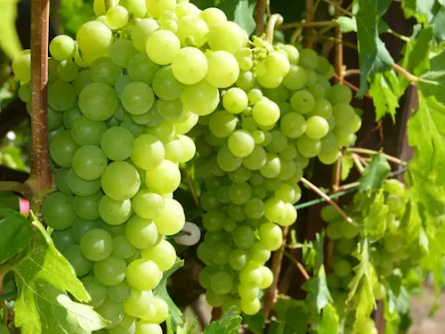 Vinařství Staňkovi – rodinné vinařství s tradicí