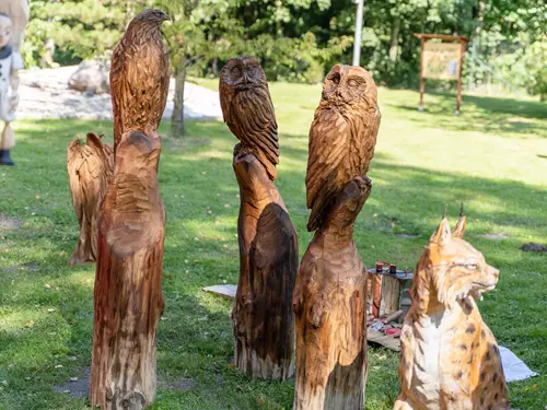Festival dřeva v Ostravě – Den v lese