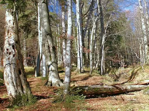 Přírodní rezervace Travný potok v Beskydech