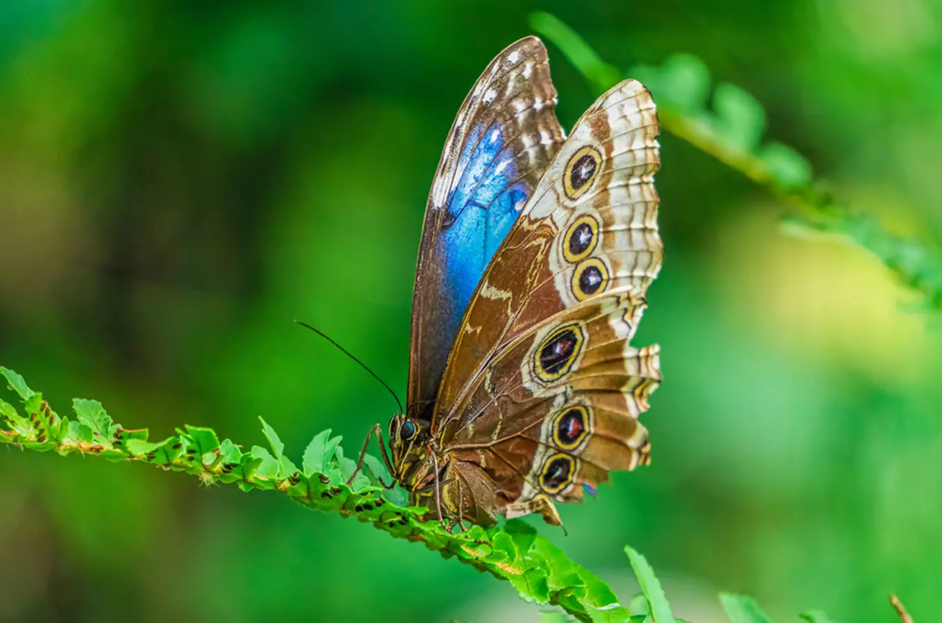 Vydejte se do skleníku Fata Morgana za křehkou motýlí krásou