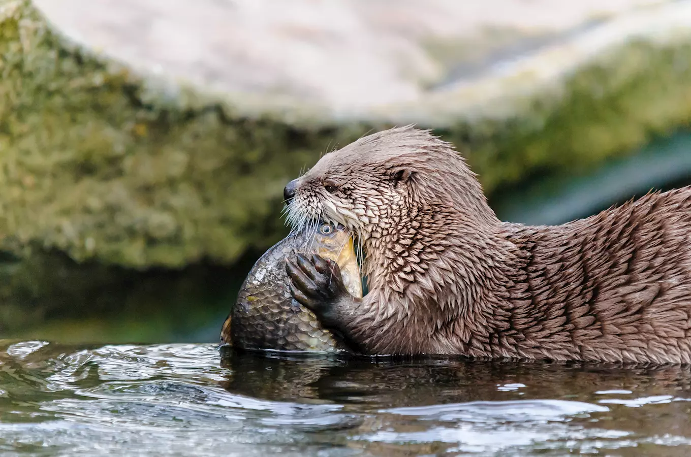 Prožijte Vánoce spolu se zvířaty ze Zoo Praha