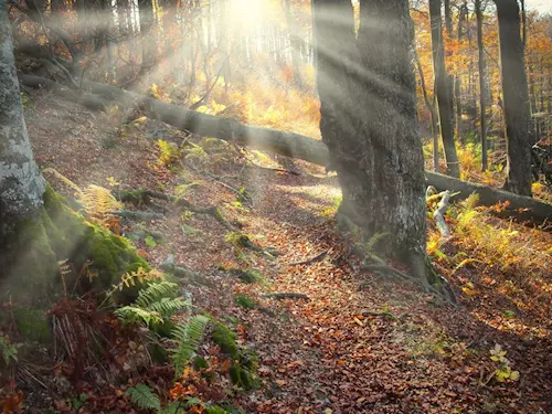 Nejstarší přírodní rezervace v Česku – Žofínský prales v Novohradských horách