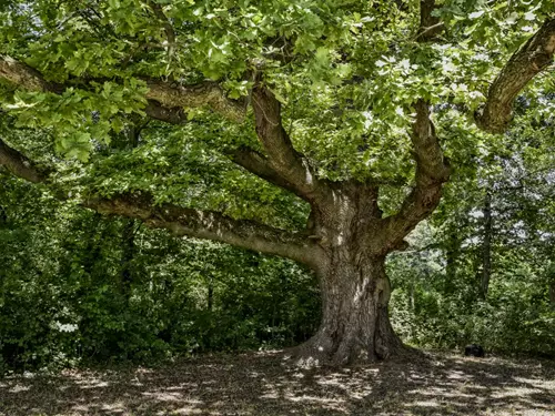 Hugo z Lednice – mohutný dub letní v zámeckém parku