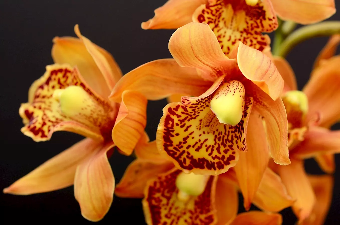 Výstava orchidejí, masožravek a dalších rostlin v Jihočeském muzeu