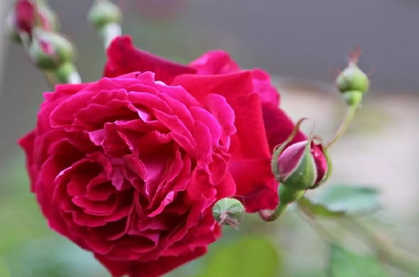 Růže Gruss an Teplitz – nejslavnější odrůda růží v Teplicích