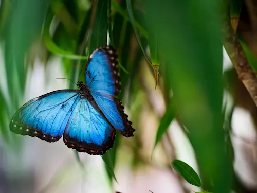 Papilonia – motýlí dům Praha