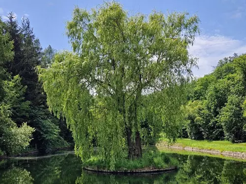 Vrba na ostrůvku v Brdatkách
