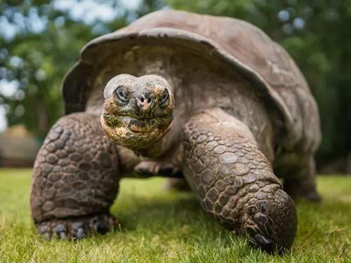 Den chovatelů želv v Zoo Praha