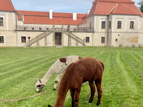 lamatrekking v zámeckém parku