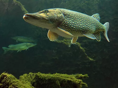 V Orlickém akváriu si prohlédnete lososy a jiné vltavské ryby
