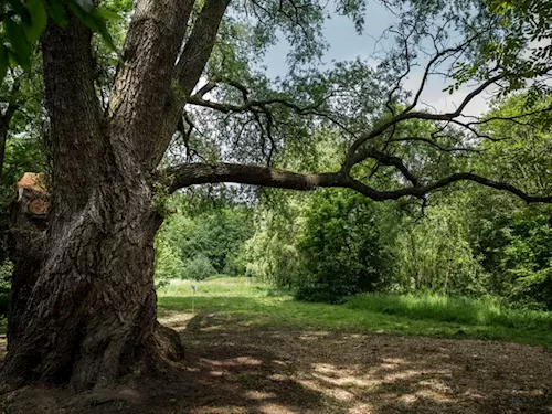 Vrba zapomenutá u Únětického potoka