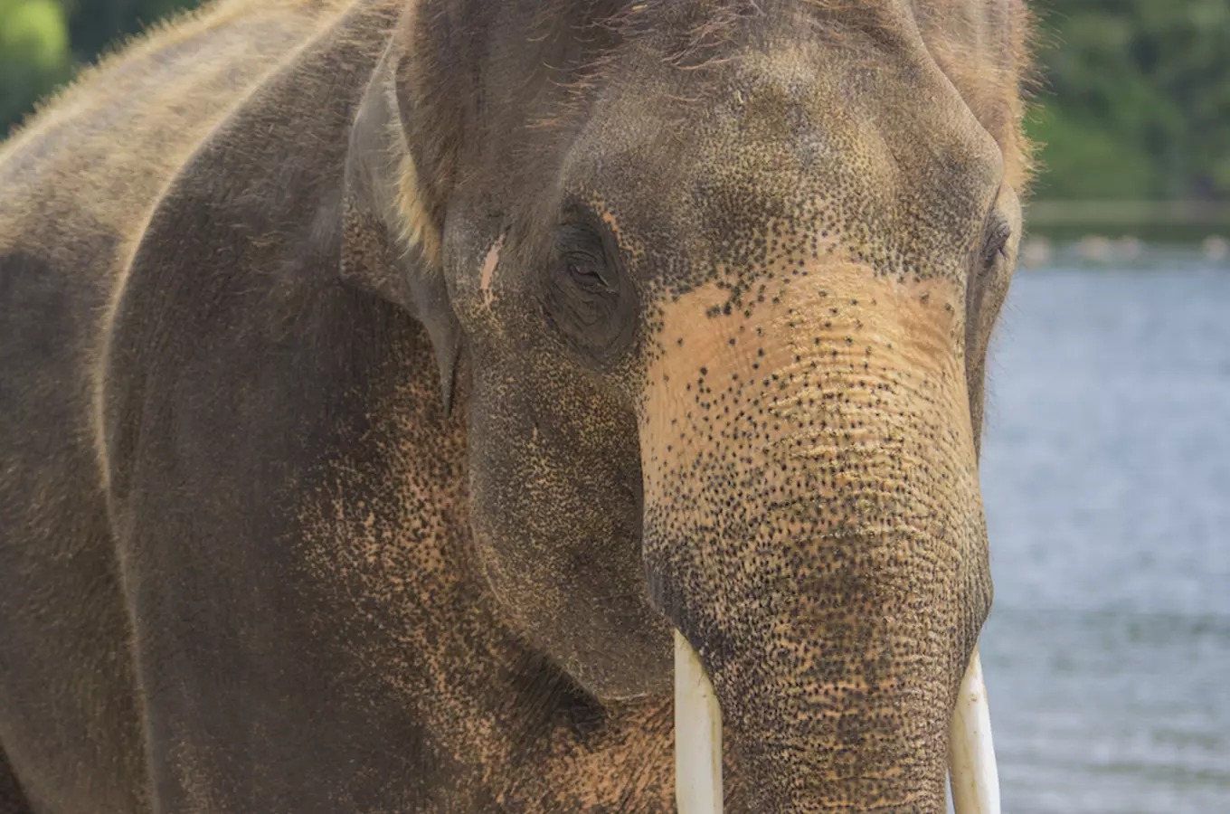 Pražská zoo bude vyrábět papír ze sloního trusu