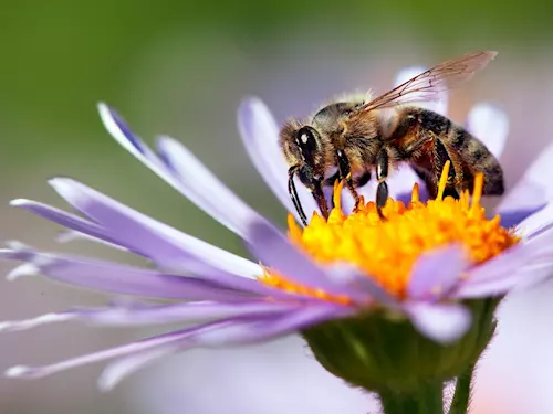 Hanácká včela – mezinárodní včelařská výstava