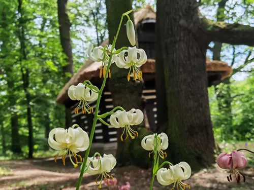 Zdroj foto: FB Průhonický park