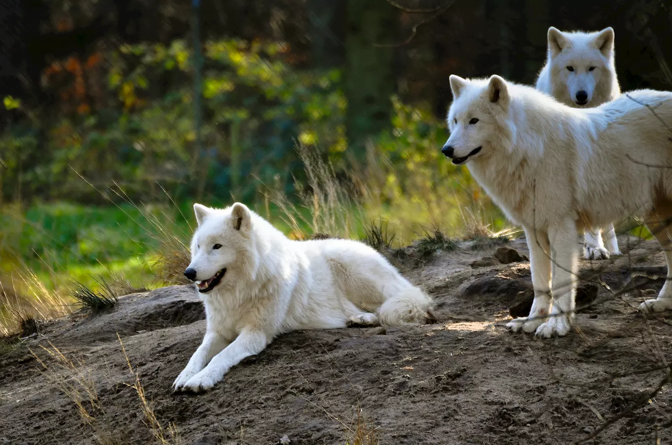 Zavzpomínejte na léto na safari v Zoo Olomouc