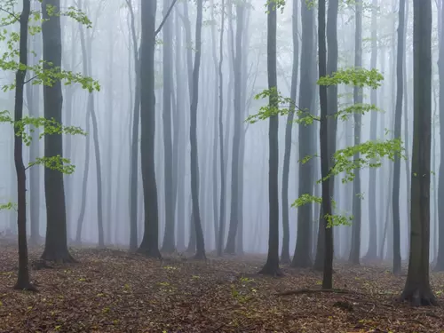 CHKO Bílé Karpaty – louky plné orchidejí