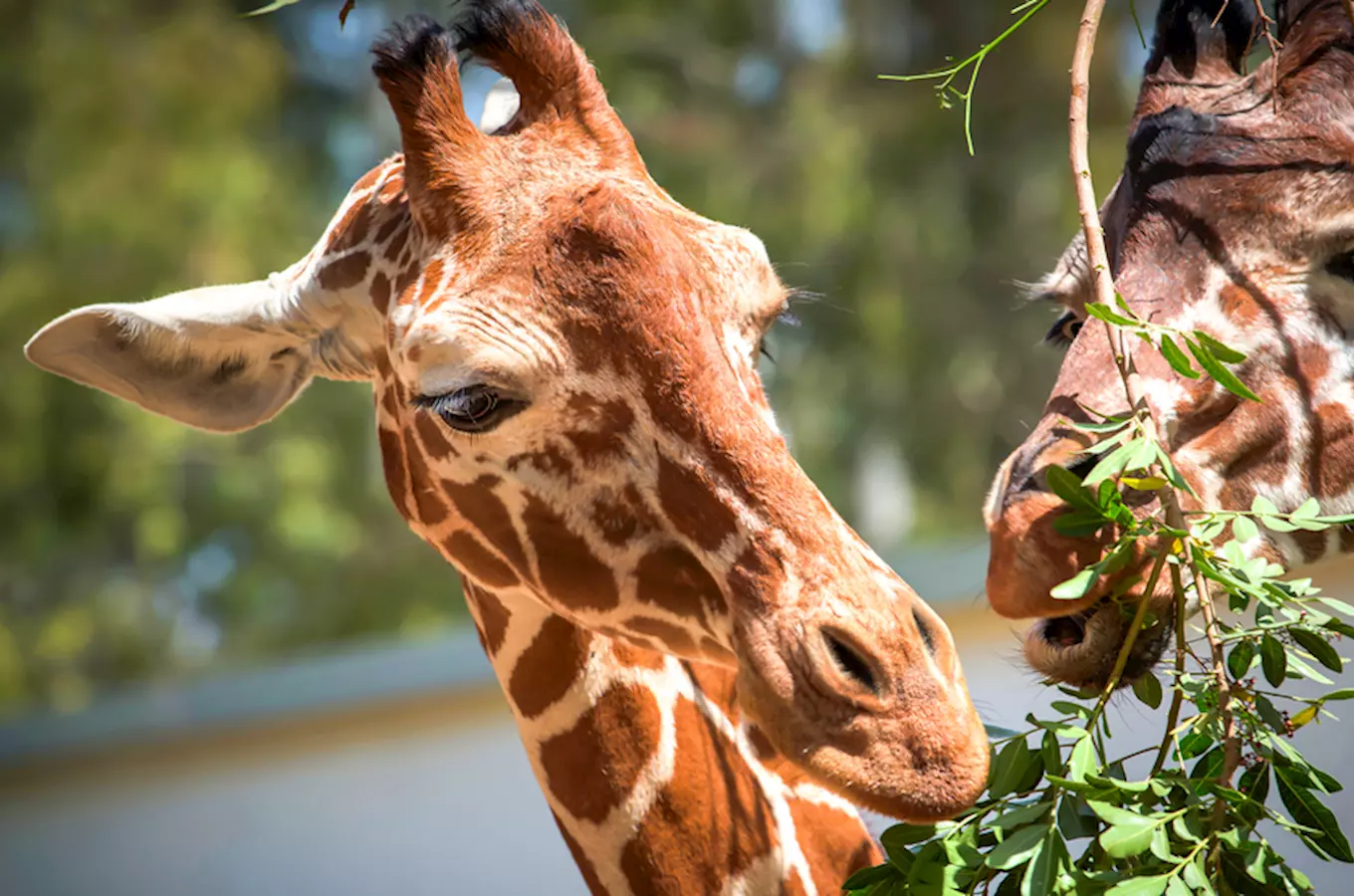 Mezinárodní den žiraf v Safari Parku Dvůr Králové