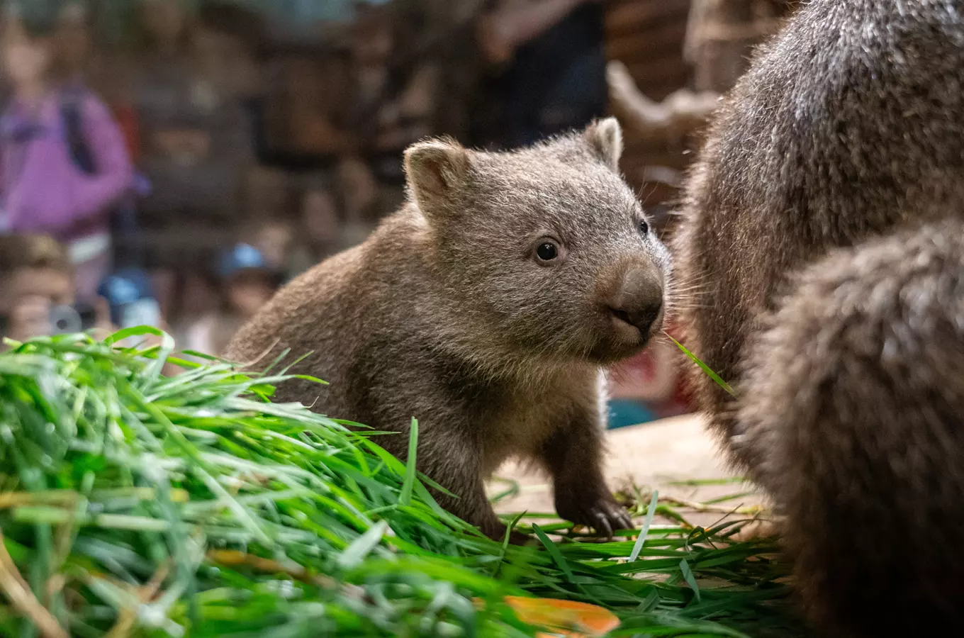 Mládě vombata v Zoo Praha