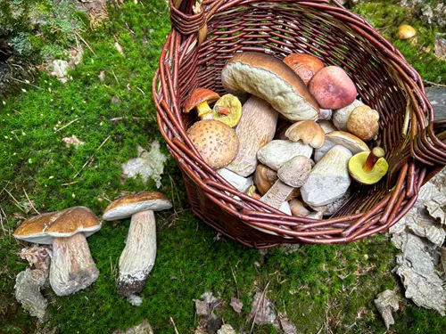 Kam vyrazit na houby? Zkuste houbařské ráje Česka