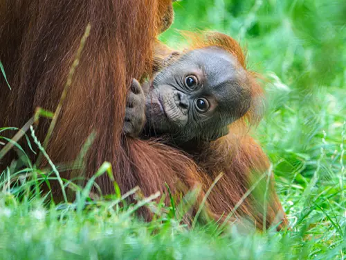 Orangutaní sameček Harpan