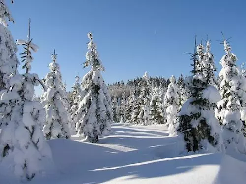 Slavkovský les v bílém