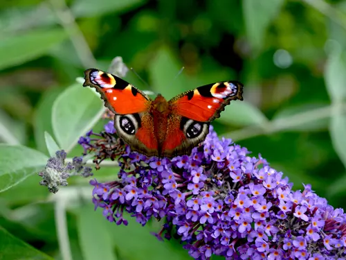Motýlí půlhodinka – pozorování motýlů