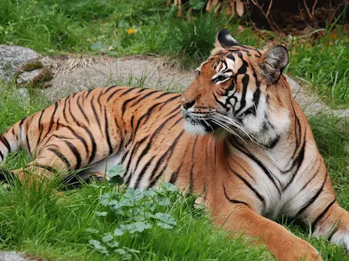 Zoo Brno v pondělí oslaví Mezinárodní den tygrů