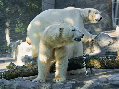 Lední medvědi v Zoo Praha: do Prahy dorazila medvědí dvojčata