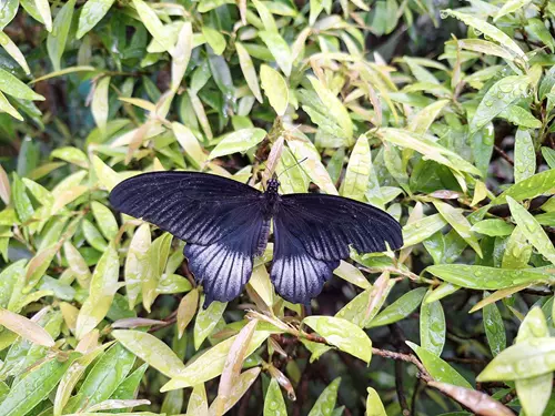 Motýlí cestovatelé ve skleníku Fata Morgana v Troji –  výstava živých tropických motýlů
