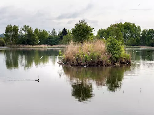 Vrbenské rybníky – unikátní ptačí ráj u Českých Budějovic